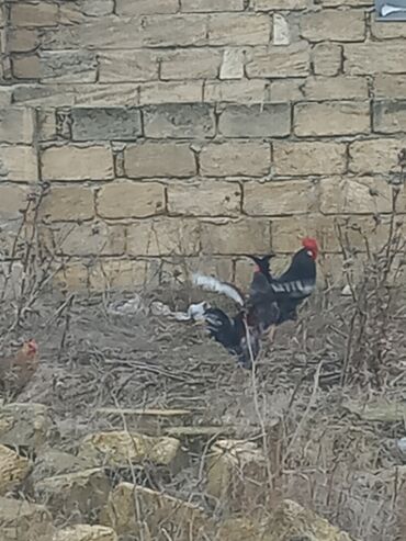 Toyuqlar: Salam xoruzlar satılır 6 aylıq xoruzlardır inkivatortdan çıxan cücələr — 5