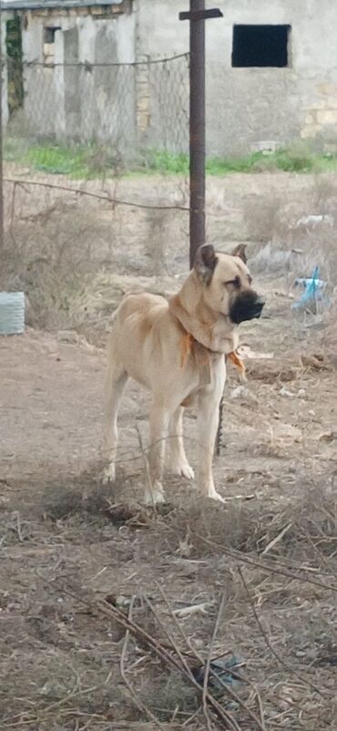 İtlər: Kanqal, 1 il, Erkek, Peyvəndli, Ödənişli çatdırılma — 11