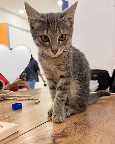 серая кошка: 3 месяца, Девочка, Серый, Приучена к лотку — 2