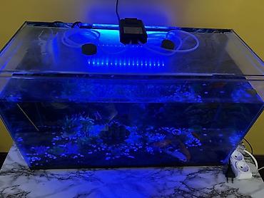 akvarium bitkileri: Dördbucaq akvarium, Balıqlarla birlikdə, 85 l, Pulsuz çatdırılma — 2