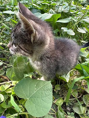 Үй жаныбарлары: Котёнок мальчик, 1,5 месяца лоток на пять полосатый тигрёнок (окрас — 3