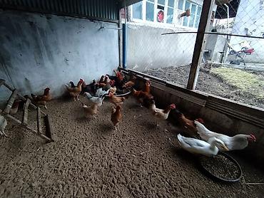 Toyuqlar: Toyuq, Damazlıq — 9