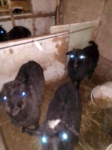 Козы, козлы: Продаю | Козлёнок | Для разведения — 3