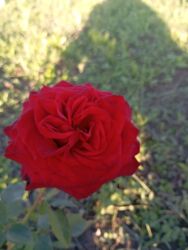 Çöl bitkiləri: Saqı Gülçülük – Tərtərin ən gözəl gülləri Bir gül təkcə ətriylə deyil — 20