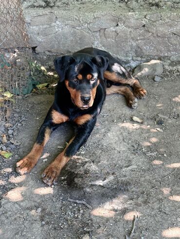 anadolu çoban iti: Retriever, 9 ay, Erkek, Peyvəndli, Ödənişli çatdırılma