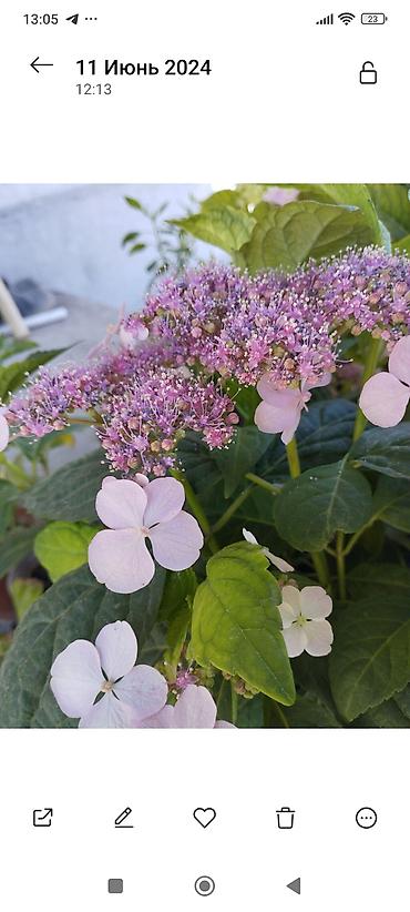 Clematis saplings: Клематис лиановидный, крупноцветковый, двух окрасов: - — 7