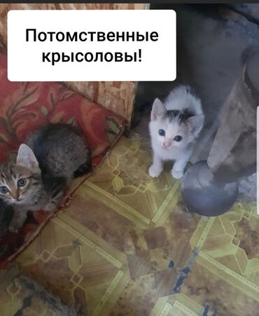 горные кошки: 1 месяц, Мальчик