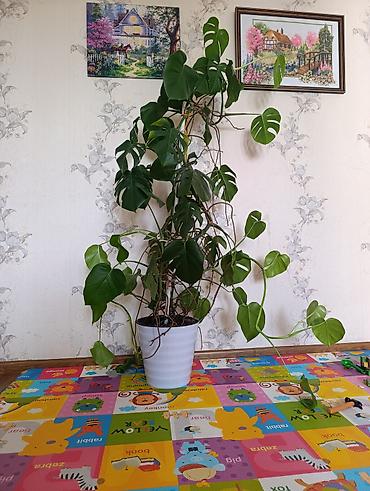 монстера манки: Монстера деликатесная (Monstera deliciosa) в горшке. - Крупное — 1