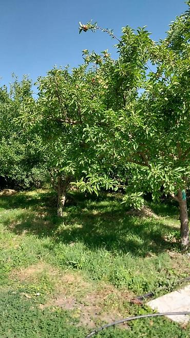 Яблоня: Евразия паркына жакын Алыкулов-Магистральдын кесилиши тараптан 5 соток at lalafo.kg — 1 Яблоня: Евразия паркына жакын Алыкулов-Магистральдын кесилиши тараптан 5 соток — 1