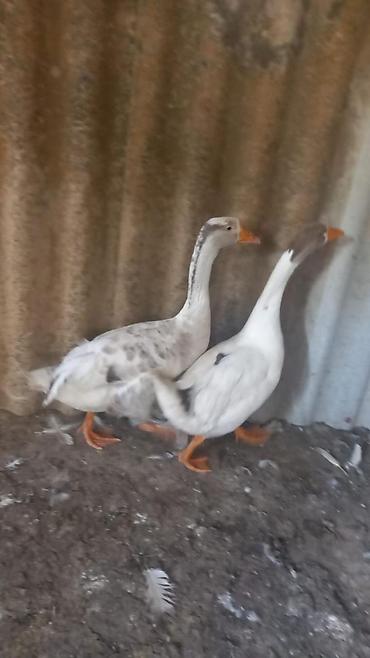 сколько стоит собака бу: 3 ədədir 2dənə Qaz 1 ördək 3də erkəkdi yer yoxdu saxlamağa düyə — 1