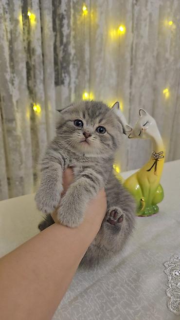 Pişiklər: Şotland — 16