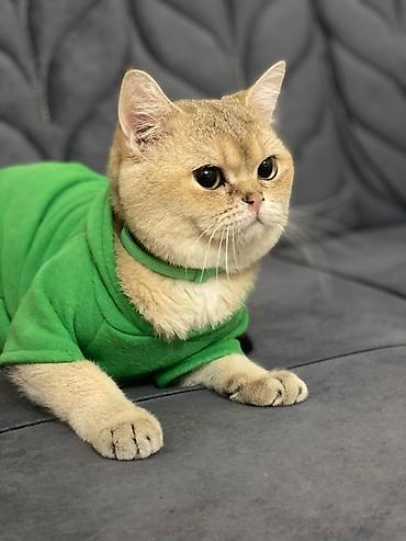 Pişiklər: Britan — 15