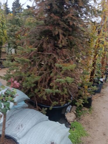 Tinglər: Gul cicek agaclarin satisi torf gubresi satilir 300den yuxari alana — 13