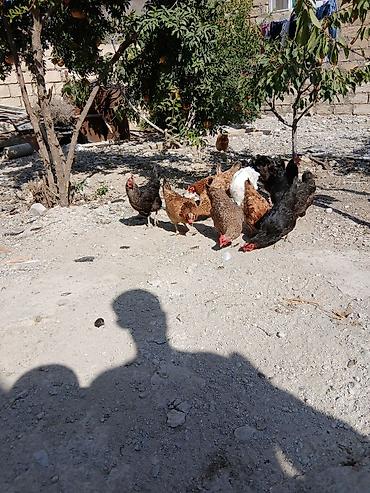 Toyuqlar: Toyuq, Damazlıq — 6