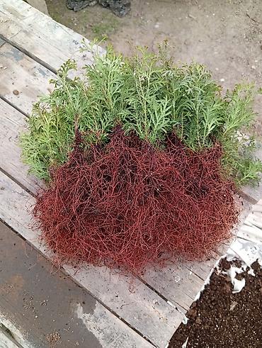 фазан купить мясо: Туя западная «Смарагд» (Thuja occidentalis ‘Smaragd’) — декоративные — 4