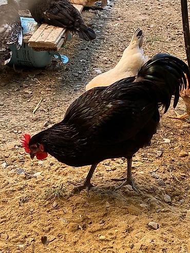 tutuquşu show jumbo: Xoruz Avstrolp 5 aylıq 3 ədəddir uzun quyruq sağlam aktiv heyvandir — 3