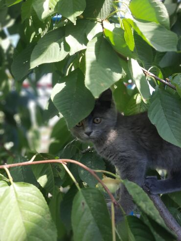 дома для кошек: Очаровательный котёнок дымчато‑серого окраса. Девочка. Порода