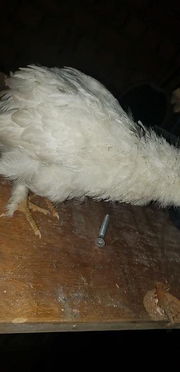 Куры, петухи: Продаю | Цыплята | Для разведения — 29