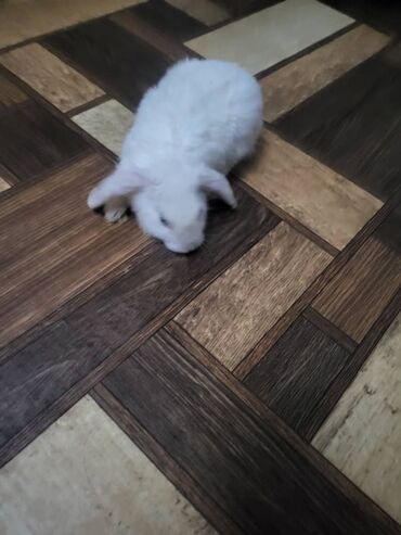 коты в оше: Декоративный кролик 🐰🐇 находится в Бишкеке 6 мкр