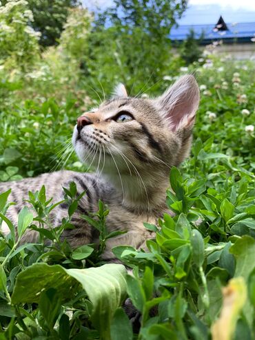 британская короткошерстная кошка шиншилла: Отдадим котика в добрые руки в связи с переездом. Пришел к нам сам ещё