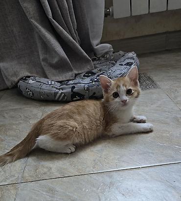 вязка коты: Отдам котенка в добрые руки — 2