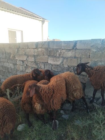 Qoyunlar, qoçlar: 9 baş qala cinsi quzular 3- ü erkək 6 sı Dişidir.öz Həyətimin — 1