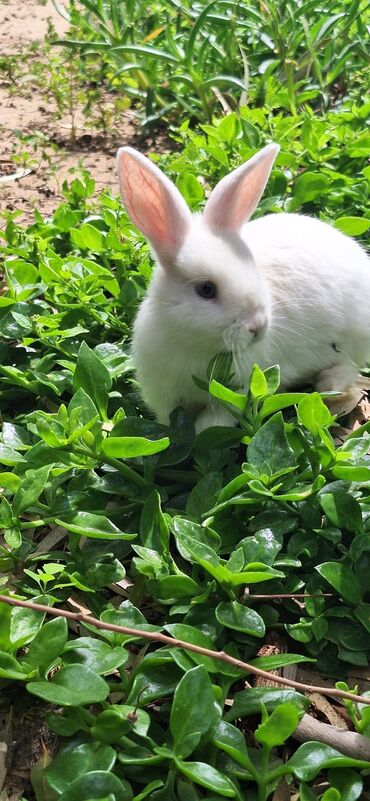 Dovşanlar: Dekorativ dovsanlar biri 15 azn — 8