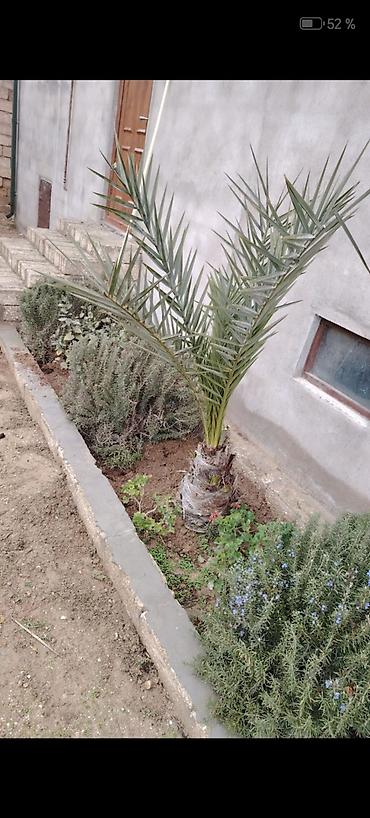 xurma palması: Xurma xurması (Phoenix dactylifera) – dekorativ xurma ağacı fidanı 5 — 3