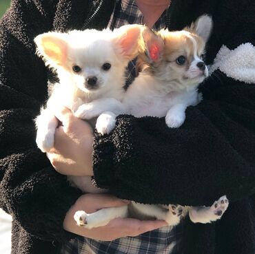 продажа собак чихуахуа: В продаже щенки чихуахуа. Малыши привитые, ухоженные и ласковые. Ищут