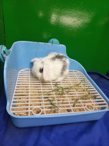 декоративный кролик: Крольчата карликовые-декоративные веслоухие. очень милые, добродушные