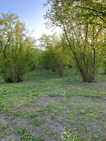 Torpaq sahələrinin satışı: 24 sot, Tikinti, Kupça (Çıxarış)