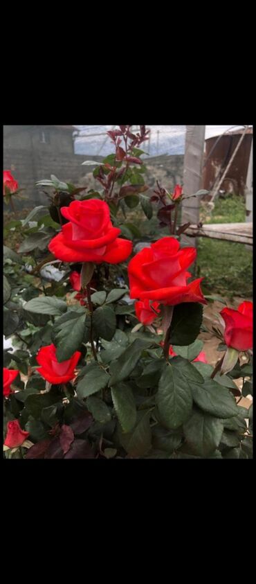 Tinglər: Məhsul: Gül kolları (gül tingləri) - Növlər və rənglər: - — 4