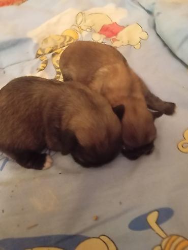 toy pudel satilir: Pekines, 1 ay, Dişi, Ünvandan götürmə — 1
