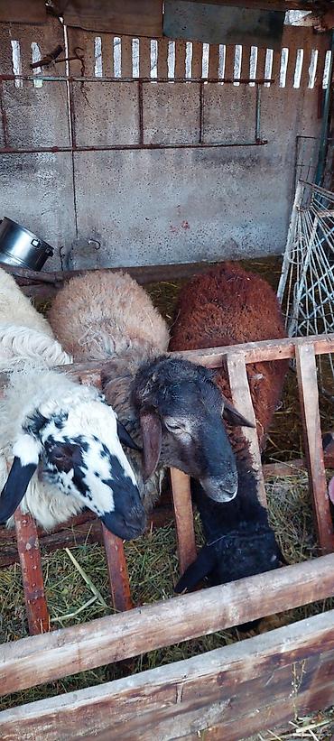 Баран, овца: Продаю | Баран (самец) | Для разведения — 3