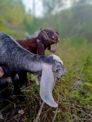 Süd: Keci sudu satilir.Qiymeti 3 manat.catdirilma var(odeniwli)!!Baki wheri — 3