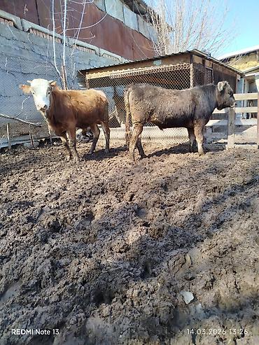 Коровы, быки: Продаю | Бык (самец) | Алатауская, Симментальская — 8