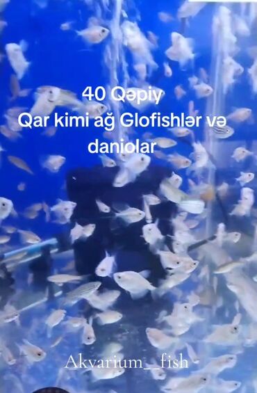 bildirçin yemi: Glofish, Sülhsevər, Ünvandan götürmə, Pulsuz çatdırılma, Ödənişli çatdırılma