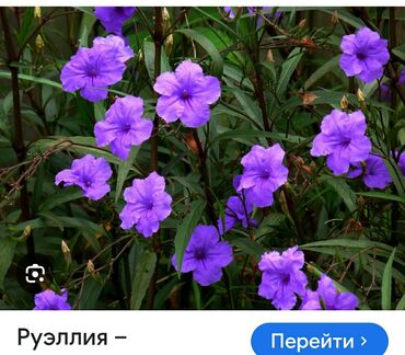 Metal məhsulları: Руэллия
вечнозеленое
морозостойкое
жароустойчивое