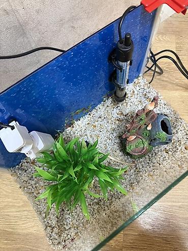 betta balıq: Dördbucaq akvarium, Boş, 30 l, Ünvandan götürmə — 2