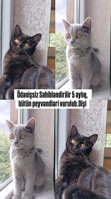 pişik satılır lalafo: Ödənişsiz sahibləndirmə – 5 aylıq dişi pişik. - Bütün peyvəndləri — 1