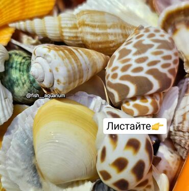 лекарства для животных: Разные ракушки! Бишкек
от 50 и выше