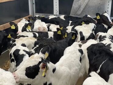 продаю музоо торпок корова самка бык самец айрширская ангус алатауская на забой для разведения на откорм племенные нетель привязанные: Сатам | Уй (ургаачы), Бука (эркек), Кунаажын | Ангус, Герефорд, Бельгия | Бордоп семиртүү үчүн, Союуга, Көбөйтүү үчүн | Асыл тукумдуу