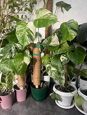 Монстеры: Монстера вариегатная (Monstera deliciosa variegata) — комнатное — 9