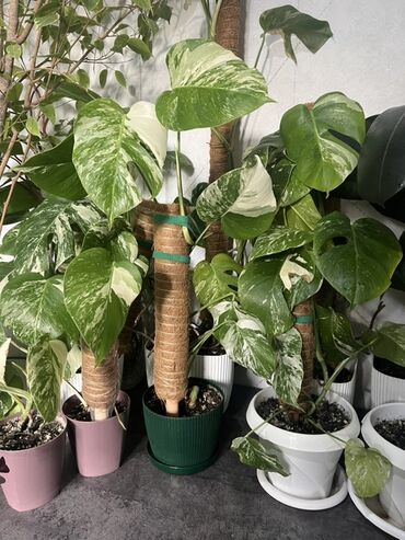 Монстеры: Растение Монстера Вариегата — это экзотическое комнатное растение — 9