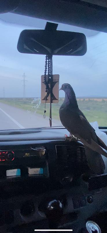 qus dami satilir: Cilbaş mayadi dunen qacirdmiwam tutan olsa xeber elesin hormetni — 1