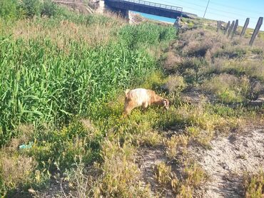 Quzu: Quzu, Dişi, ay: 3, 23 kq, Damazlıq, Ünvandan götürmə