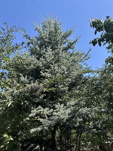 молочай цветы: Ель голубая (Picea pungens ‘Glauca’) — зрелые ландшафтные деревья — 7