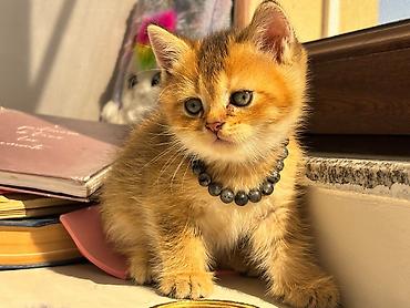Кошки: Шотландская вислоухая — 9