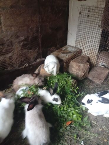 Dovşanlar: SALAM 14 DƏNƏDİ OPTOM ALANA ENDİRİM Erkeklerni kesen 3kq Biri 12den — 2