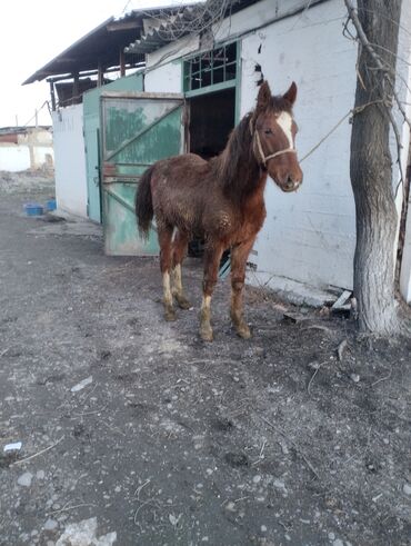 Лошади, кони: Продаю | Жеребенок | Конный спорт | Племенные — 6